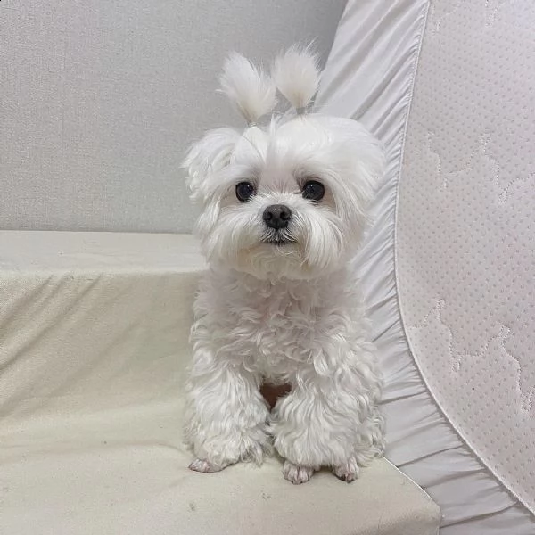 #maltese mini  | Foto 0