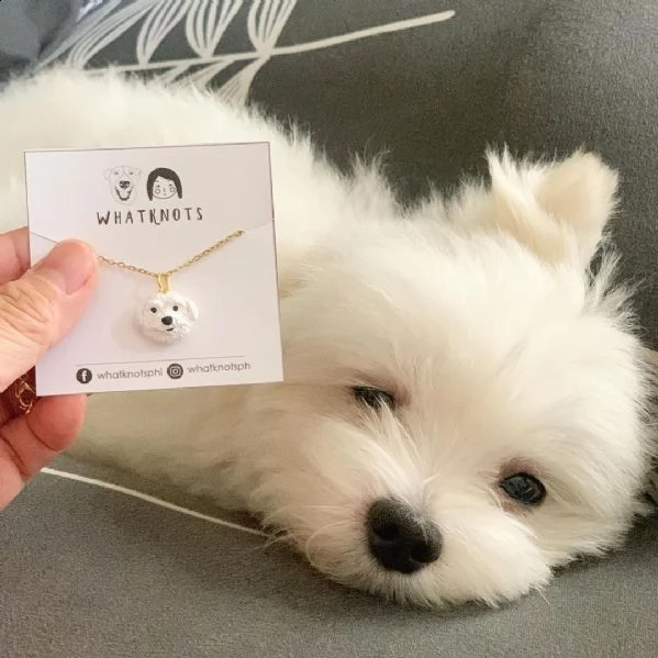 maltese nano((((()))))