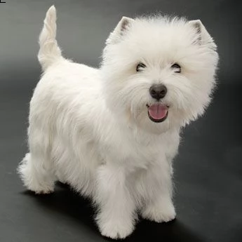 email : ameliajefferson80[at]gmail[.com] adorabili cuccioli di west highland femminucce e maschietti disp