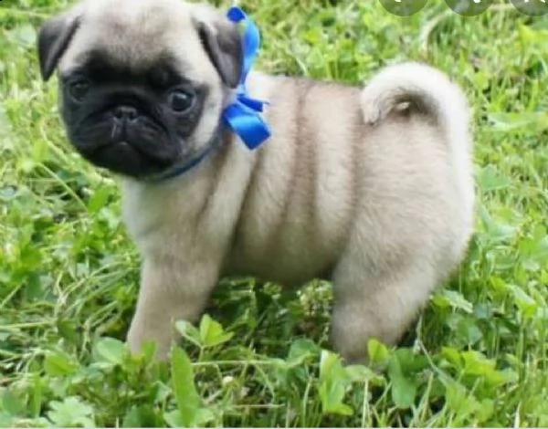 regalo carlino mini | Foto 0