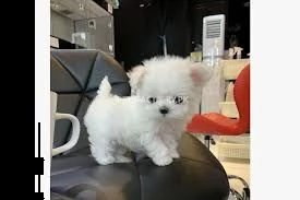 cuccioli maltesi super adorabili. così gentile e affettuoso.