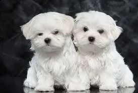 splendidi cuccioli di maltese genuini