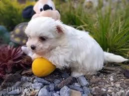 cuccioli maltesi di qualità registrati