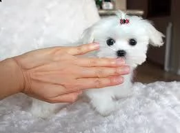 cuccioli di razza maltese