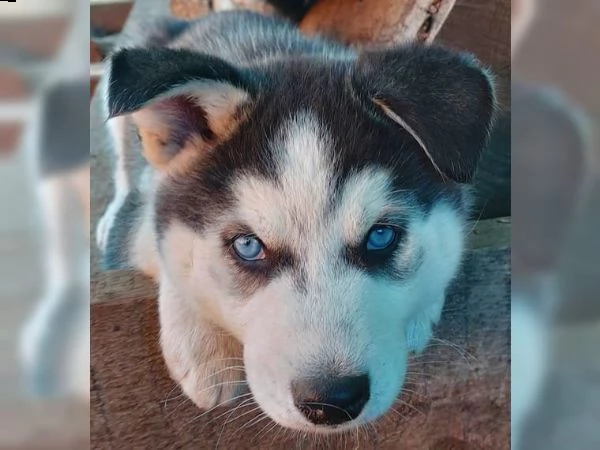 cucciolo di husky siberiano pronto