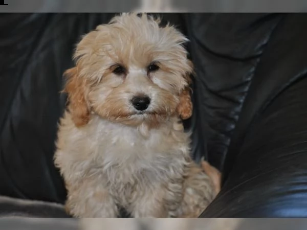 cuccioli bolonka zwetnana