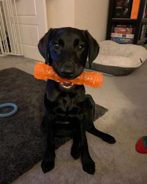 cuccioli di labrador