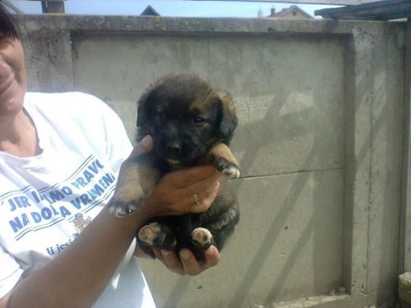 regalo pastore tedesco cuccioli