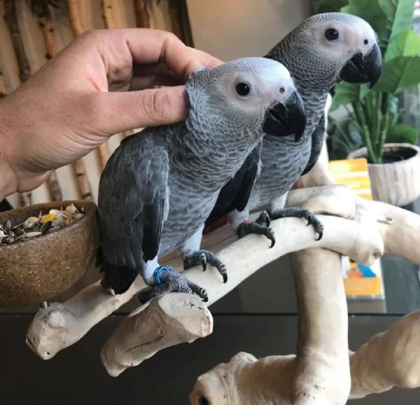   regalo pappagalli cenerini