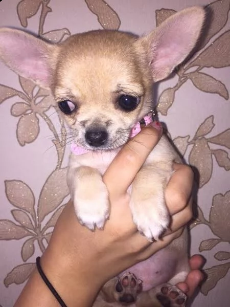 cuccioli chihauhau mini