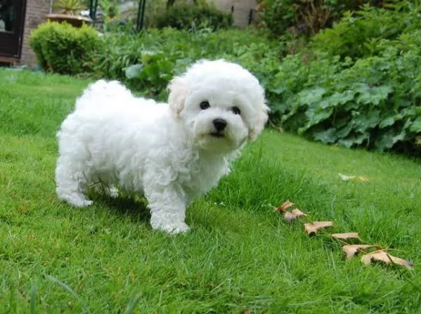 cuccioli maltese toy