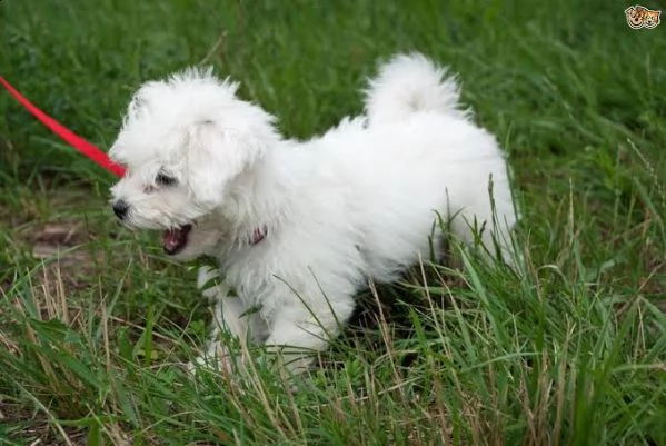 cuccioli maltese toy | Foto 0