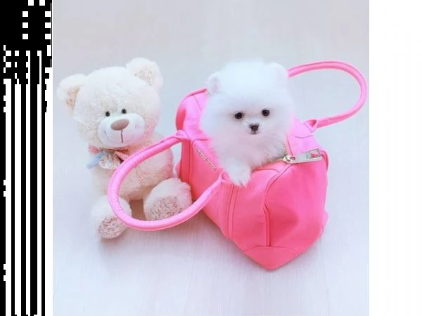 volpino della pomerania allevamento professionale