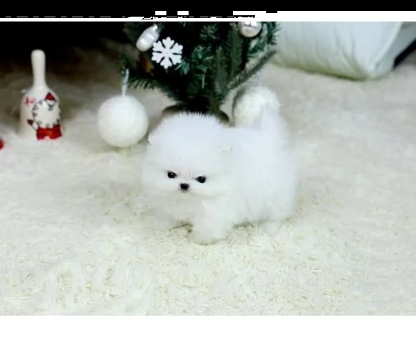 volpino della pomerania allevamento professionale | Foto 0