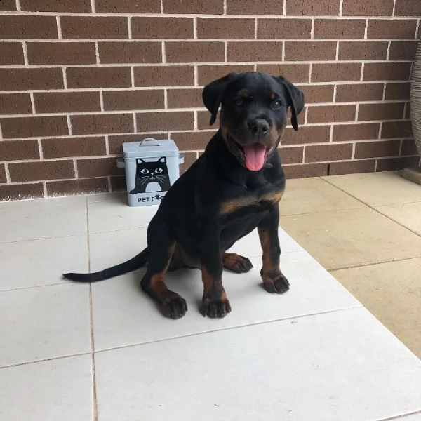 cuccioli di rottweiler di razza pura
