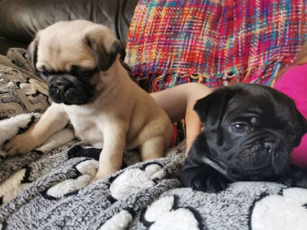 bellissimo cucciolo di carlino