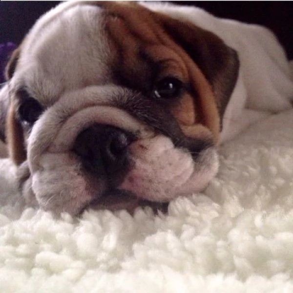 adorabile cucciolo di bulldog inglese