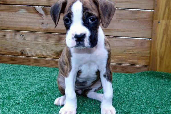 cucciolo di boxer con documenti