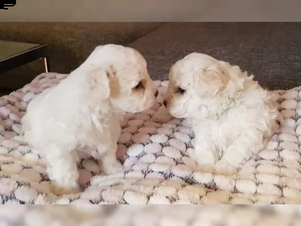 cuccioli bichon frise