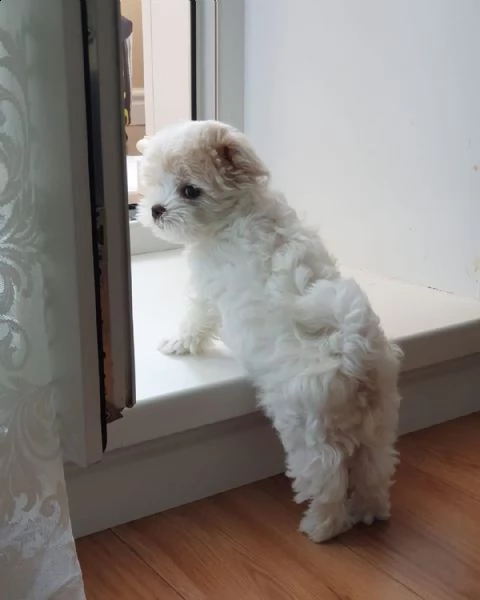 regalocuccioli maltese nano++(