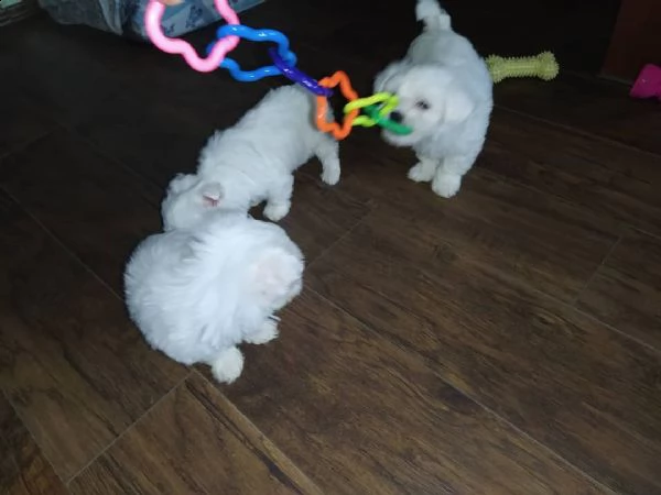 regalo cuccioli maltesi