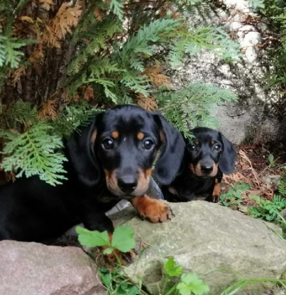 disponibili cuccioli bassotto pelo corto  | Foto 1