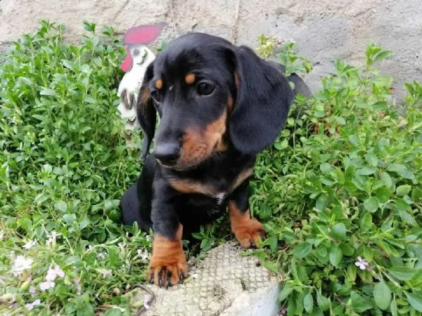 disponibili cuccioli bassotto pelo corto  | Foto 0