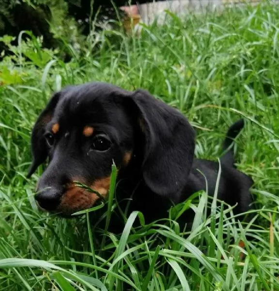 disponibili cuccioli bassotto pelo corto 