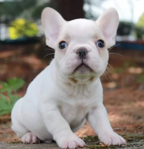 cuccioli di bulldog francese