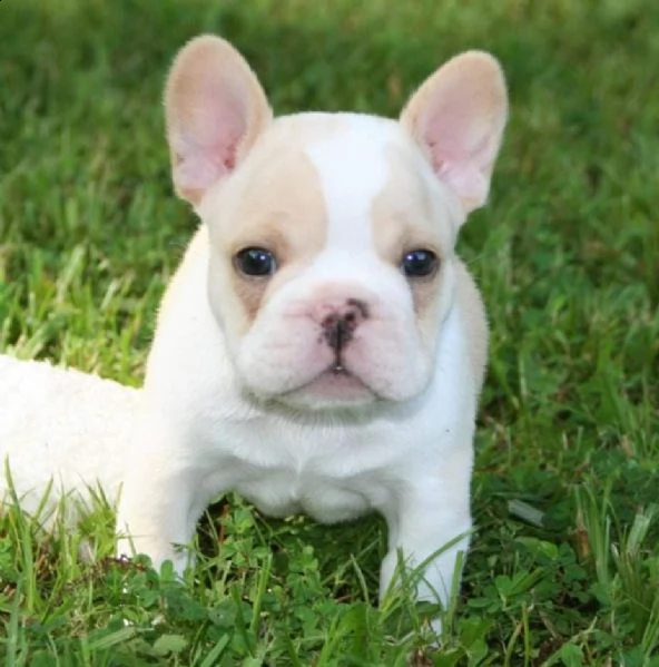 cuccioli di bulldog francese | Foto 2