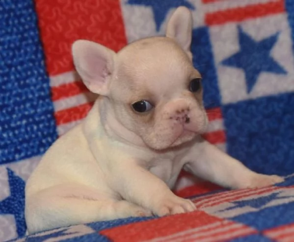 cuccioli di bulldog francese | Foto 1