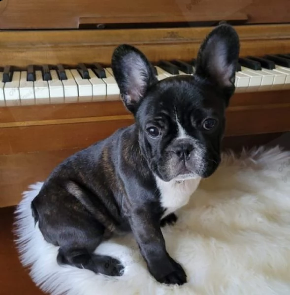 cuccioli di bulldog francese | Foto 0