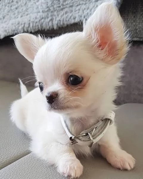 regalo chihauhau mini | Foto 0