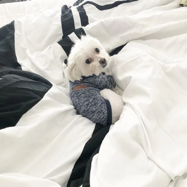 dolce cuccioli maltese 