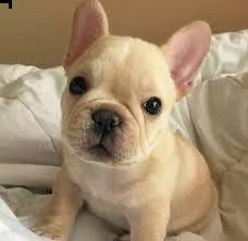 francessbulldog