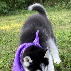 husky maschio e femmina registrati | Foto 0