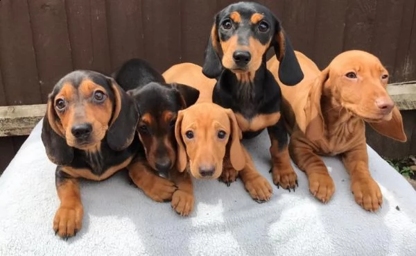 cuccioli di bassotto nano