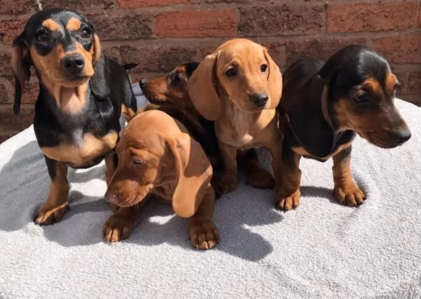 cuccioli di bassotto nano | Foto 0