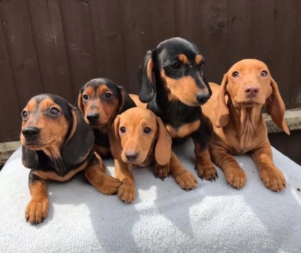 cuccioli dibassotto nani e miniature