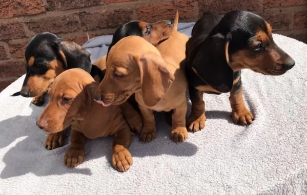 cuccioli dibassotto nani e miniature | Foto 0