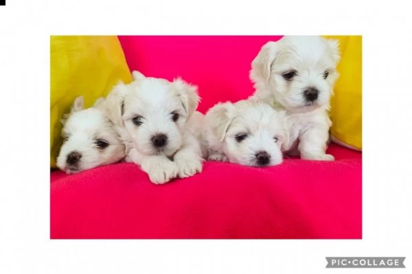 disponibili per prenotabili maltese toy