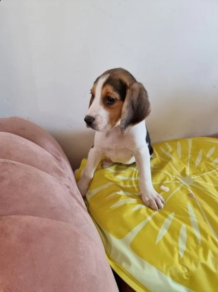 bellissimi cuccioli di beagle tricolore | Foto 2