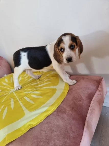 bellissimi cuccioli di beagle tricolore | Foto 1