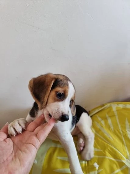 bellissimi cuccioli di beagle tricolore | Foto 0