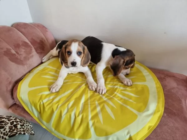 bellissimi cuccioli di beagle tricolore