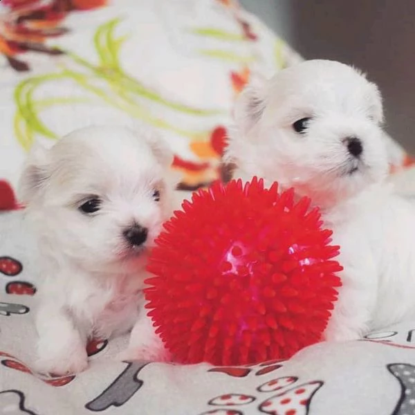 maltese bello, amorevole e giocoso