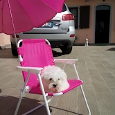 cucciolo maltese toy