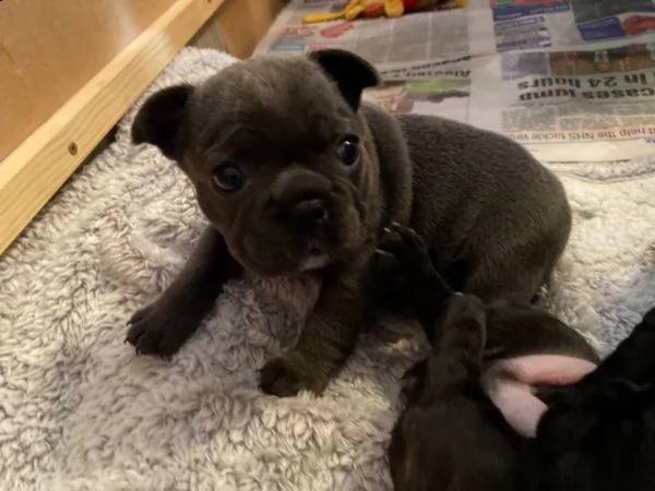 cuccioli di bulldog francese 