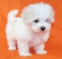 bellissimi cuccioli di maltese
