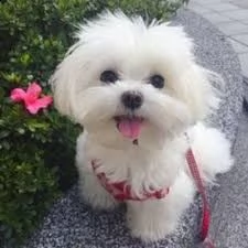 bellissimi cuccioli di maltese | Foto 1